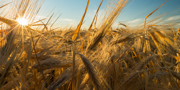 wheat field